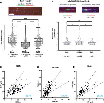 BLM Sumoylation Is Required for Replication Stability and Normal Fork Velocity During DNA Replication